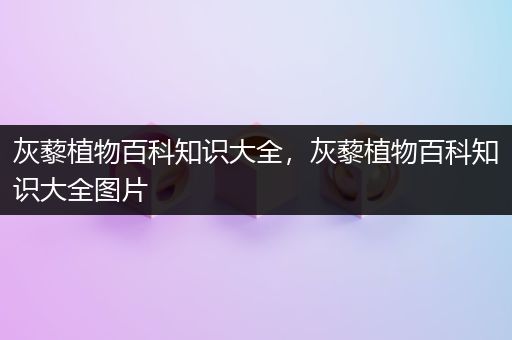 灰藜植物百科知识大全，灰藜植物百科知识大全图片