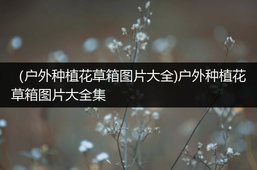 （户外种植花草箱图片大全)户外种植花草箱图片大全集
