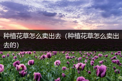 种植花草怎么卖出去（种植花草怎么卖出去的）