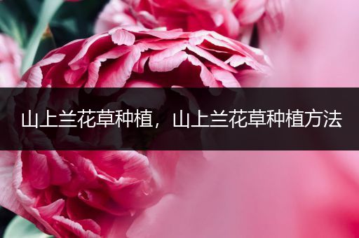 山上兰花草种植，山上兰花草种植方法
