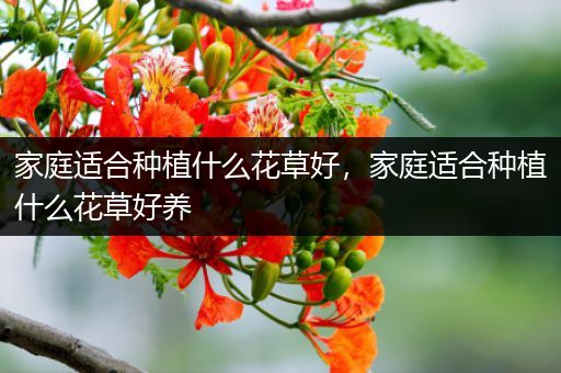 家庭适合种植什么花草好，家庭适合种植什么花草好养