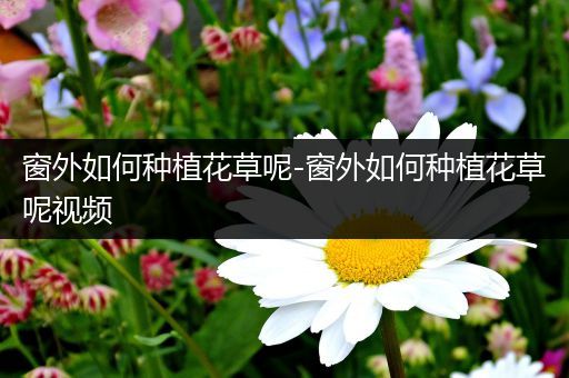 窗外如何种植花草呢-窗外如何种植花草呢视频