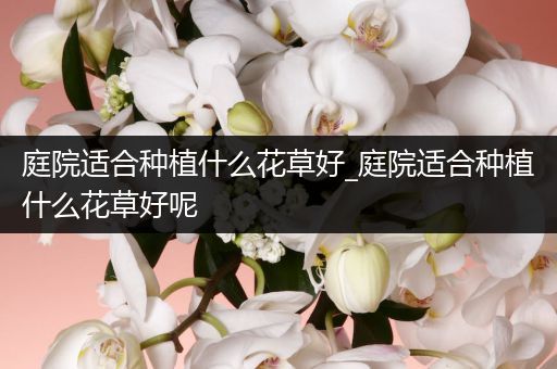 庭院适合种植什么花草好_庭院适合种植什么花草好呢