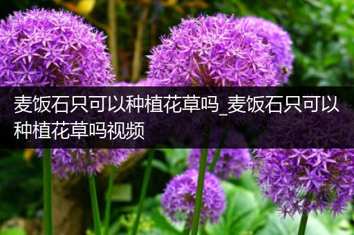 麦饭石只可以种植花草吗_麦饭石只可以种植花草吗视频