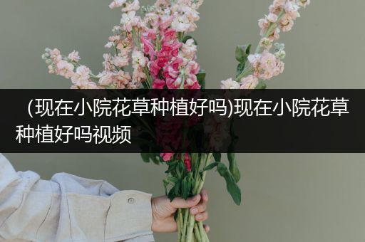 （现在小院花草种植好吗)现在小院花草种植好吗视频