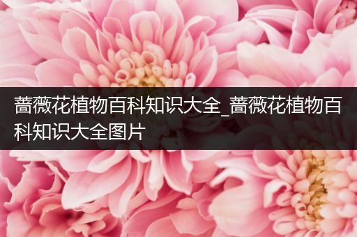 蔷薇花植物百科知识大全_蔷薇花植物百科知识大全图片