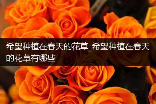 希望种植在春天的花草_希望种植在春天的花草有哪些