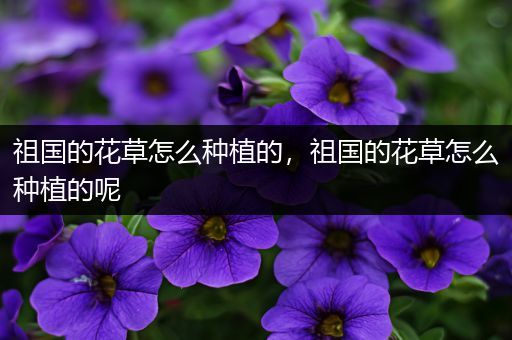 祖国的花草怎么种植的，祖国的花草怎么种植的呢