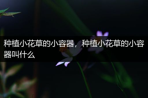 种植小花草的小容器，种植小花草的小容器叫什么