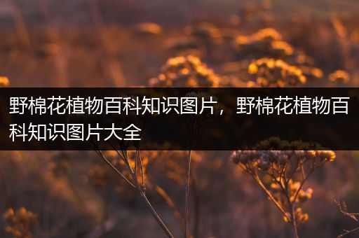 野棉花植物百科知识图片，野棉花植物百科知识图片大全