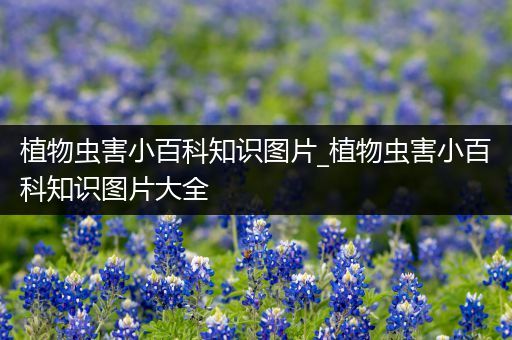 植物虫害小百科知识图片_植物虫害小百科知识图片大全