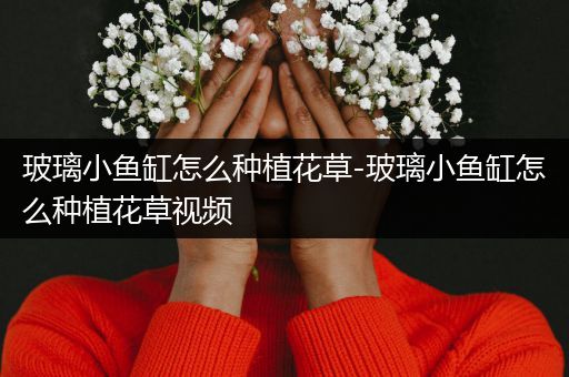 玻璃小鱼缸怎么种植花草-玻璃小鱼缸怎么种植花草视频
