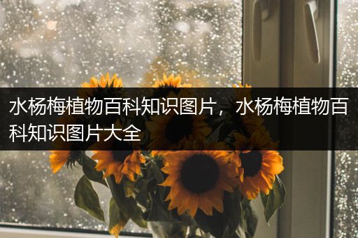 水杨梅植物百科知识图片，水杨梅植物百科知识图片大全