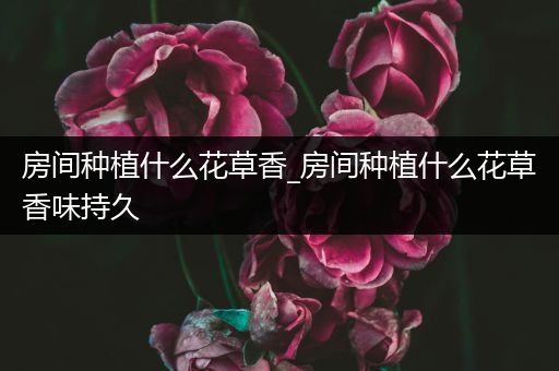 房间种植什么花草香_房间种植什么花草香味持久