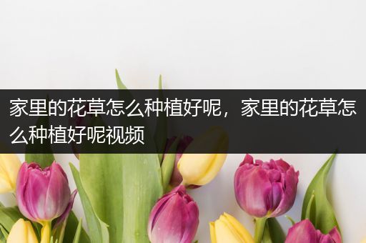 家里的花草怎么种植好呢，家里的花草怎么种植好呢视频