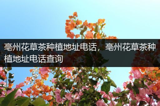 亳州花草茶种植地址电话，亳州花草茶种植地址电话查询
