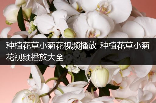 种植花草小菊花视频播放-种植花草小菊花视频播放大全