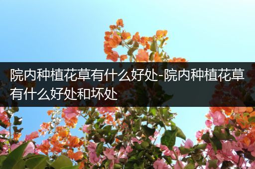 院内种植花草有什么好处-院内种植花草有什么好处和坏处
