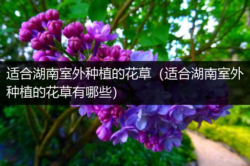 适合湖南室外种植的花草（适合湖南室外种植的花草有哪些）