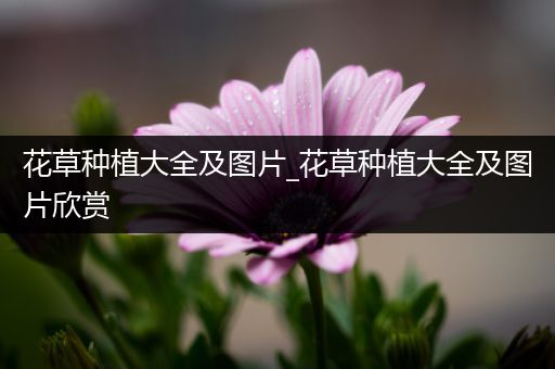 花草种植大全及图片_花草种植大全及图片欣赏