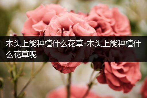 木头上能种植什么花草-木头上能种植什么花草呢