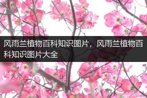 风雨兰植物百科知识图片，风雨兰植物百科知识图片大全