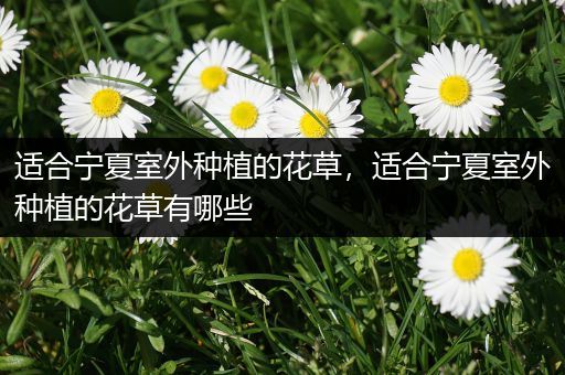 适合宁夏室外种植的花草，适合宁夏室外种植的花草有哪些