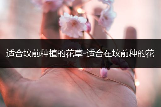 适合坟前种植的花草-适合在坟前种的花