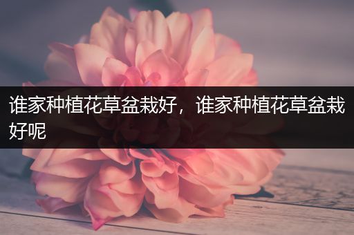 谁家种植花草盆栽好，谁家种植花草盆栽好呢