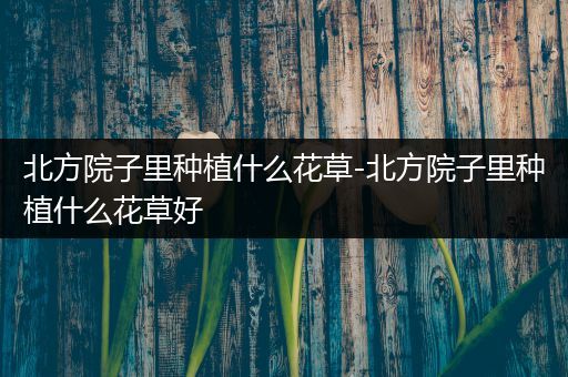北方院子里种植什么花草-北方院子里种植什么花草好
