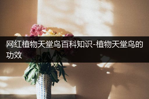 网红植物天堂鸟百科知识-植物天堂鸟的功效