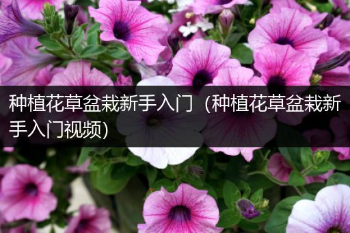 种植花草盆栽新手入门（种植花草盆栽新手入门视频）