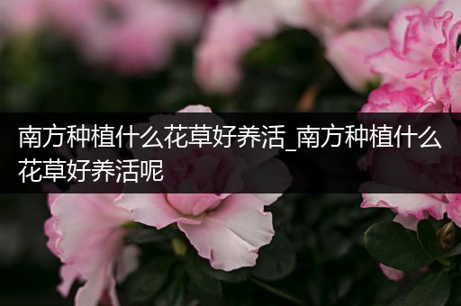 南方种植什么花草好养活_南方种植什么花草好养活呢