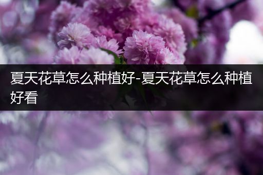 夏天花草怎么种植好-夏天花草怎么种植好看