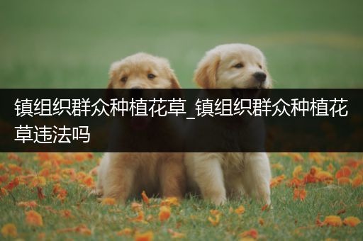 镇组织群众种植花草_镇组织群众种植花草违法吗