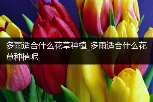 多雨适合什么花草种植_多雨适合什么花草种植呢