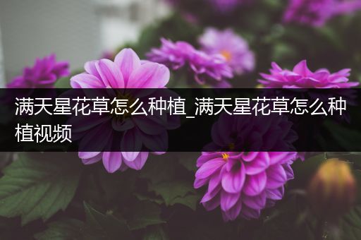 满天星花草怎么种植_满天星花草怎么种植视频