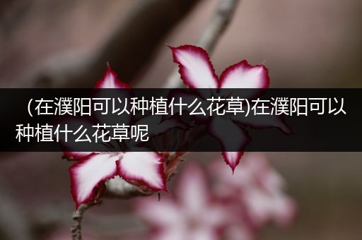 （在濮阳可以种植什么花草)在濮阳可以种植什么花草呢