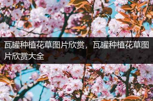 瓦罐种植花草图片欣赏，瓦罐种植花草图片欣赏大全