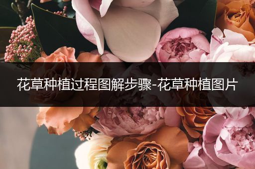 花草种植过程图解步骤-花草种植图片
