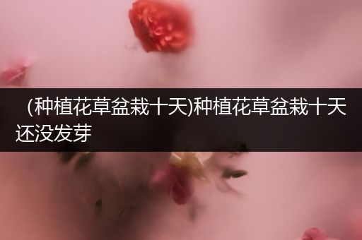 （种植花草盆栽十天)种植花草盆栽十天还没发芽