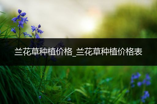 兰花草种植价格_兰花草种植价格表
