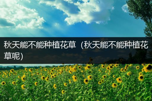秋天能不能种植花草（秋天能不能种植花草呢）