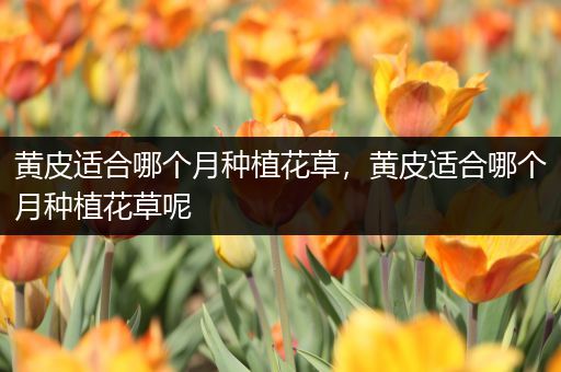 黄皮适合哪个月种植花草，黄皮适合哪个月种植花草呢