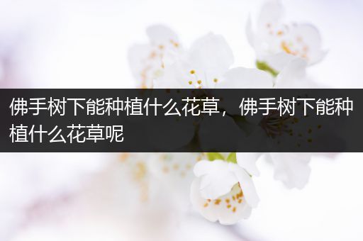佛手树下能种植什么花草，佛手树下能种植什么花草呢
