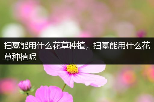 扫墓能用什么花草种植，扫墓能用什么花草种植呢