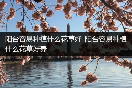 阳台容易种植什么花草好_阳台容易种植什么花草好养