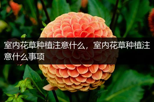 室内花草种植注意什么，室内花草种植注意什么事项