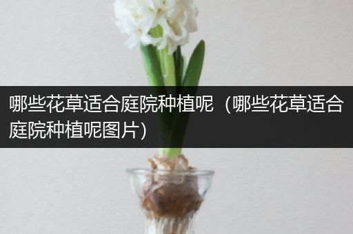 哪些花草适合庭院种植呢（哪些花草适合庭院种植呢图片）