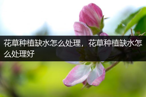 花草种植缺水怎么处理，花草种植缺水怎么处理好